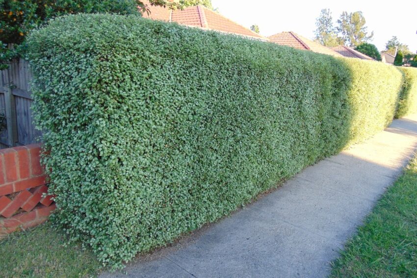 Pittosporum hedge
